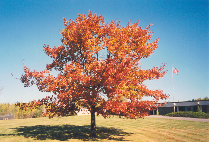 Red Oak (Quercus rubra) at Dickman Farms