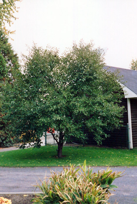 Montmorency Cherry (Prunus 'Montmorency') at Dickman Farms