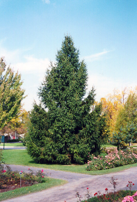 Norway Spruce (Picea abies) at Dickman Farms