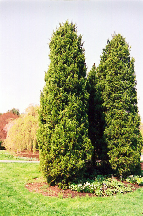 Eastern Redcedar (Juniperus virginiana) at Dickman Farms