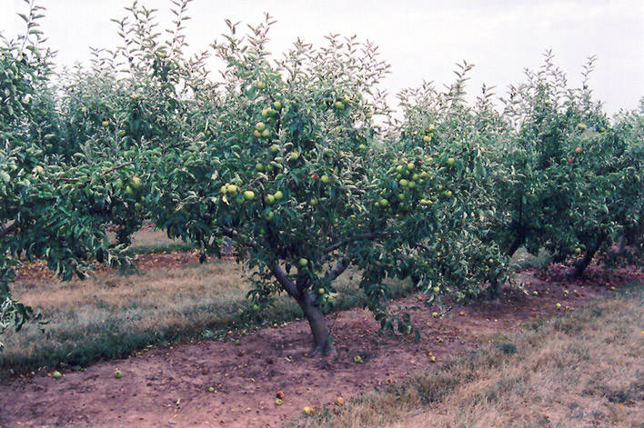 Jonagold Apple (Malus 'Jonagold') at Dickman Farms