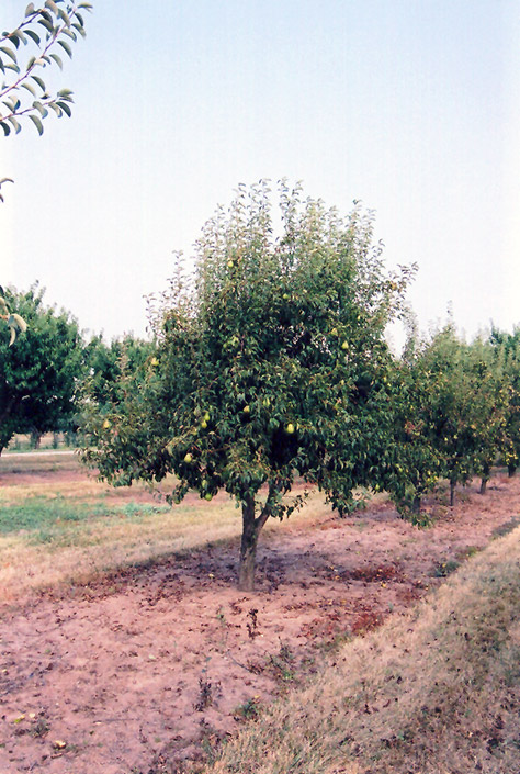 Bartlett Pear (Pyrus communis 'Bartlett') at Dickman Farms
