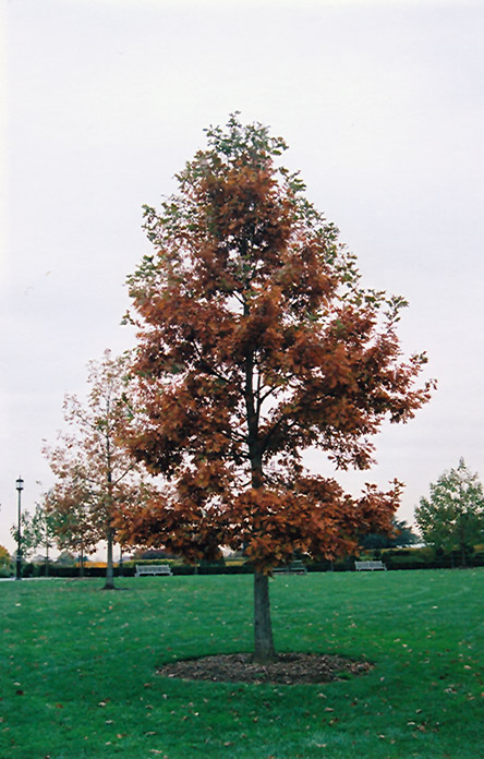 Swamp White Oak (Quercus bicolor) at Dickman Farms
