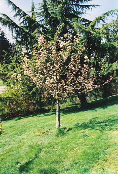 Stella Cherry (Prunus avium 'Stella') at Dickman Farms
