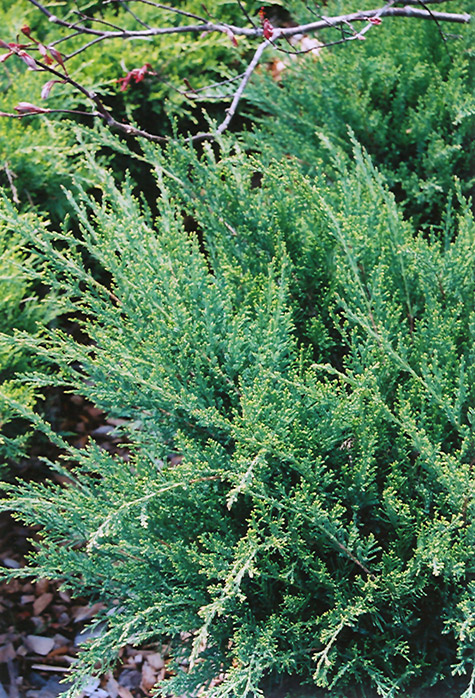 Sea Green Juniper (Juniperus chinensis 'Sea Green') at Dickman Farms