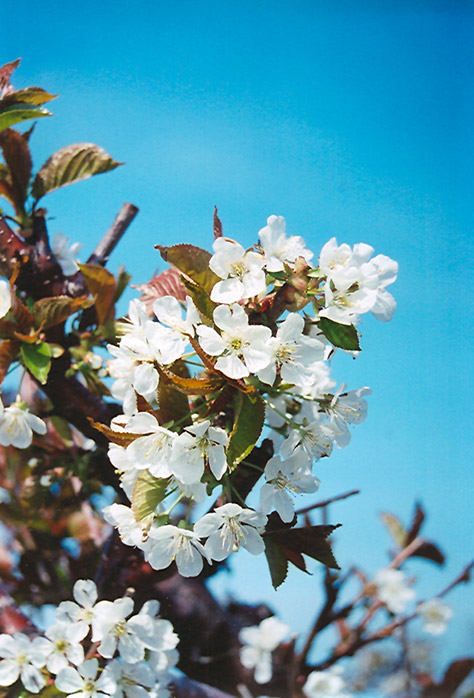 Bing Cherry (Prunus avium 'Bing') at Dickman Farms