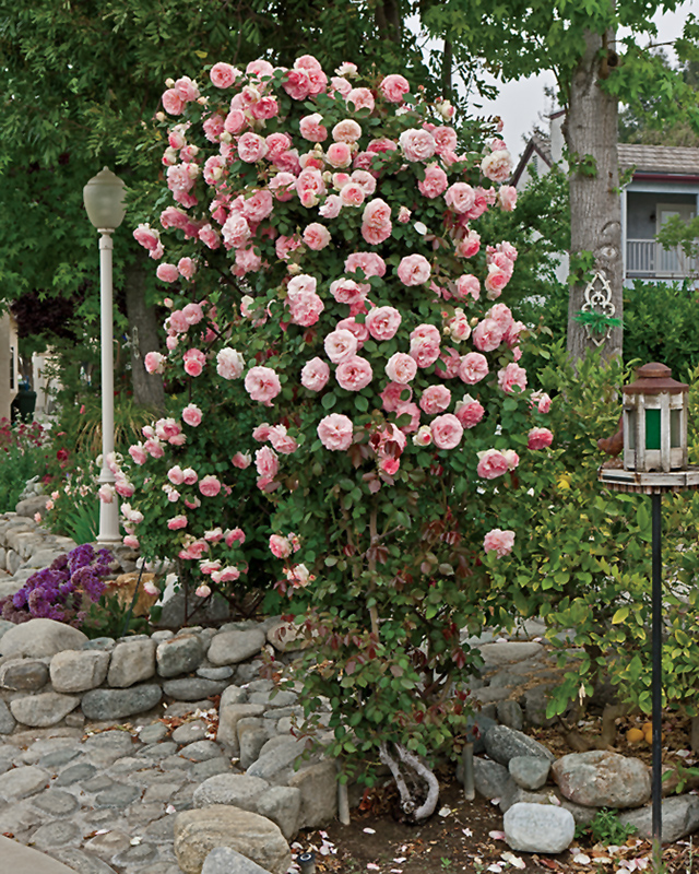Pearly Gates Rose (Rosa 'WEKmeyer') at Dickman Farms