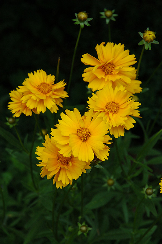 Early Sunrise Tickseed (Coreopsis 'Early Sunrise') at Dickman Farms
