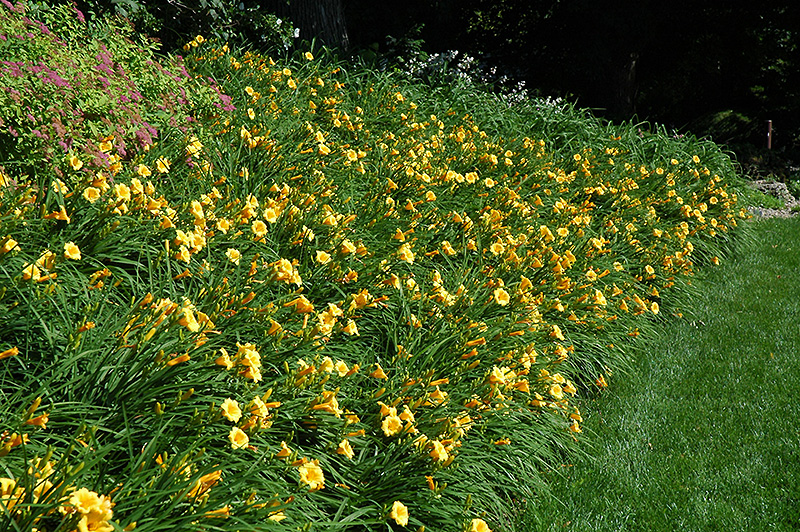 Happy Ever Appster Happy Returns Daylily (Hemerocallis 'Happy Returns') at Dickman Farms
