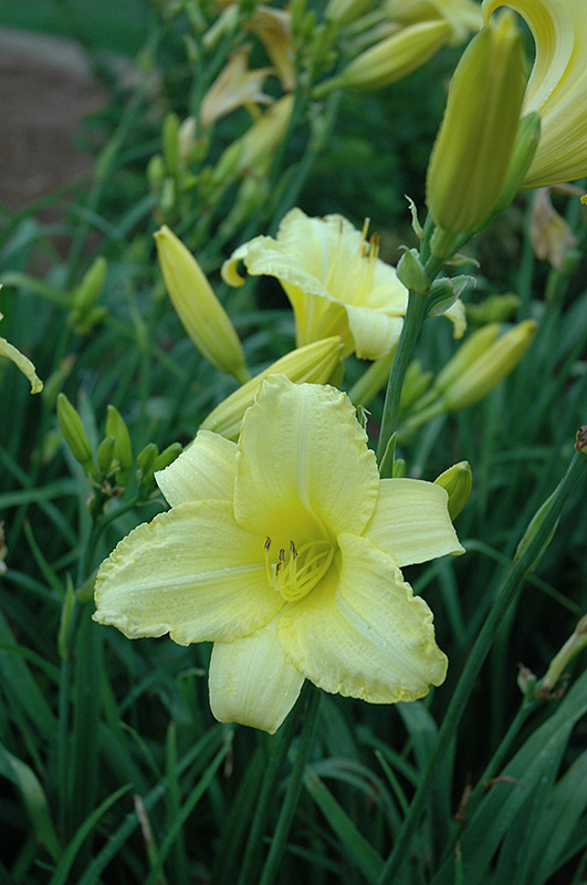 Happy Ever Appster Happy Returns Daylily (Hemerocallis 'Happy Returns') at Dickman Farms
