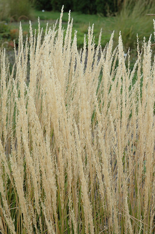Karl Foerster Reed Grass (Calamagrostis x acutiflora 'Karl Foerster') at Dickman Farms