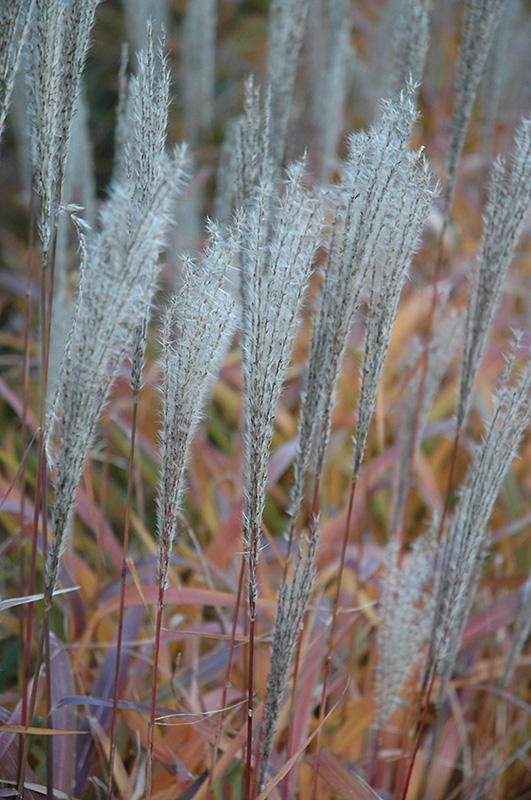 Flame Grass (Miscanthus sinensis 'Purpurascens') at Dickman Farms
