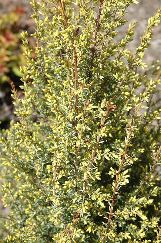 Gold Cone Juniper (Juniperus communis 'Gold Cone') at Dickman Farms