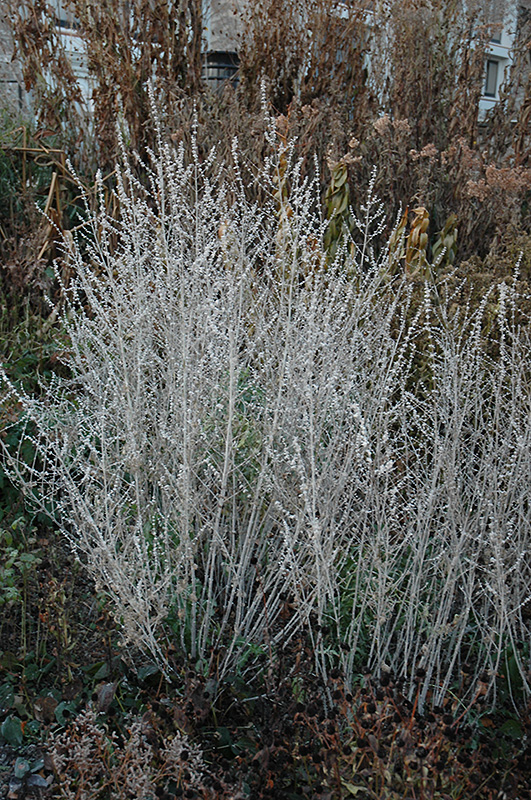 Russian Sage (Perovskia atriplicifolia) at Dickman Farms