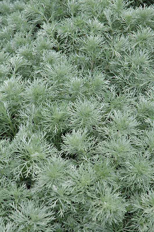Silver Mound Artemesia (Artemisia schmidtiana 'Silver Mound') at Dickman Farms