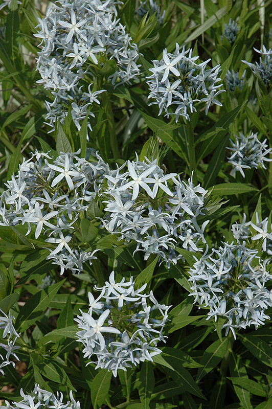 Blue Star Flower (Amsonia tabernaemontana) at Dickman Farms