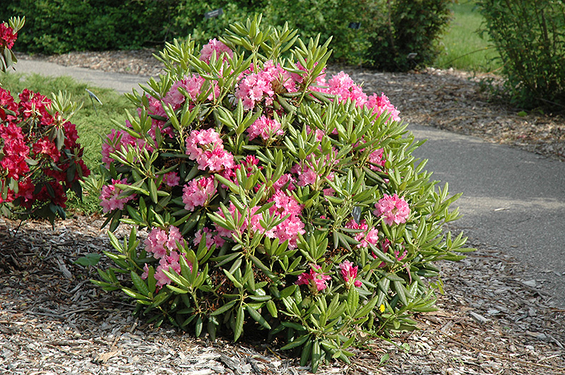 Haaga Rhododendron (Rhododendron 'Haaga') at Dickman Farms