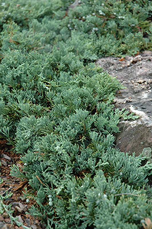 Blue Rug Juniper (Juniperus horizontalis 'Wiltonii') at Dickman Farms