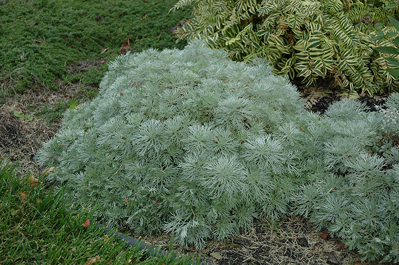 Silver Mound Artemesia (Artemisia schmidtiana 'Silver Mound') at Dickman Farms
