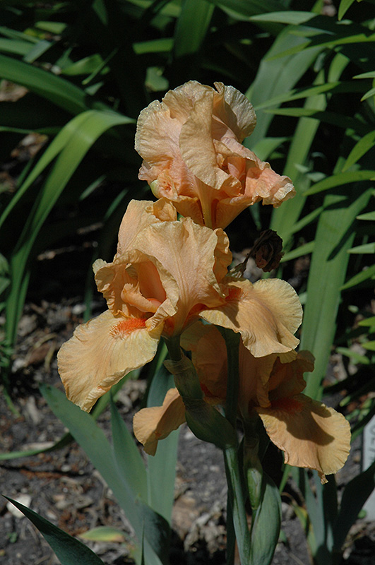 Mary Mahalos Iris (Iris 'Mary Mahalos') at Dickman Farms