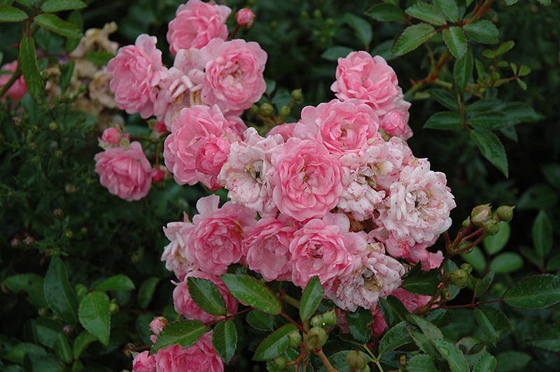 The Fairy Rose (Rosa 'The Fairy') at Dickman Farms