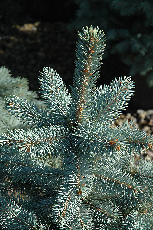 Baby Blue Eyes Spruce (Picea pungens 'Baby Blue Eyes') at Dickman Farms