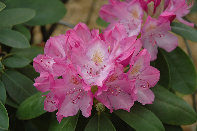 English Roseum Rhododendron (Rhododendron catawbiense 'English Roseum') at Dickman Farms