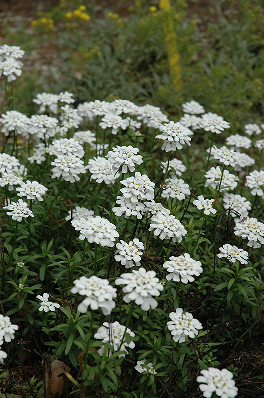 Purity Candytuft (Iberis sempervirens 'Purity') at Dickman Farms