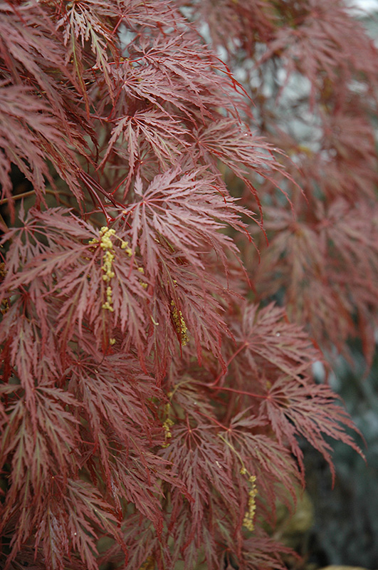 Inaba Shidare Cutleaf Japanese Maple (Acer palmatum 'Inaba Shidare') at Dickman Farms