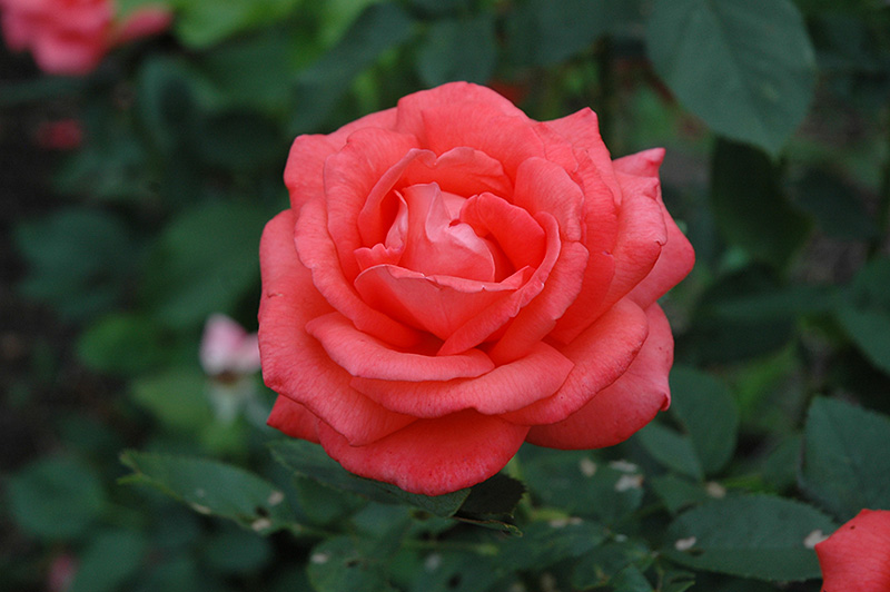 Tropicana Rose (Rosa 'Tropicana') at Dickman Farms