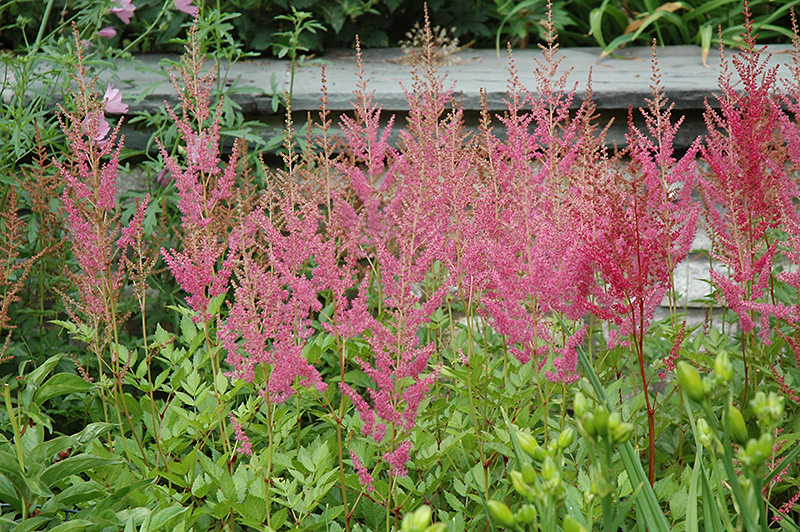 Visions in Pink Chinese Astilbe (Astilbe chinensis 'Visions in Pink') at Dickman Farms
