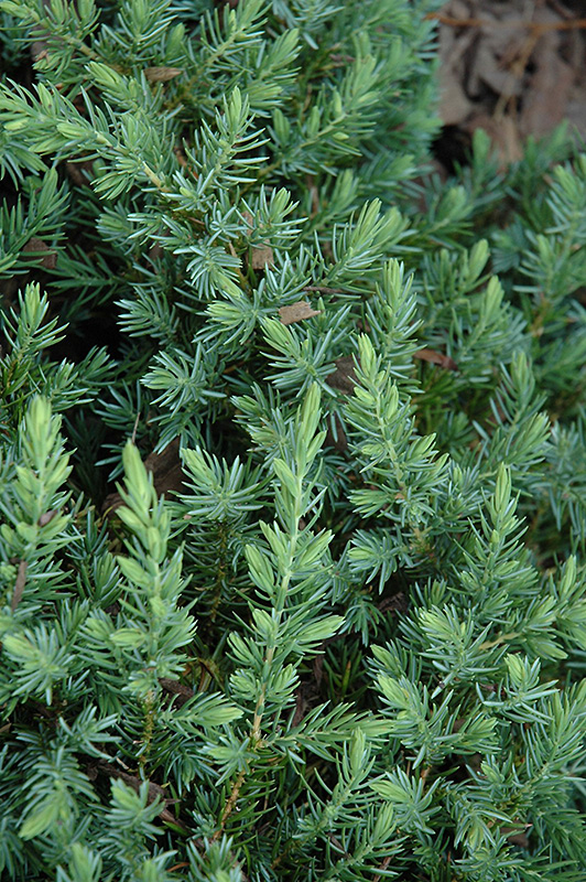 Blue Pacific Shore Juniper (Juniperus conferta 'Blue Pacific') at Dickman Farms
