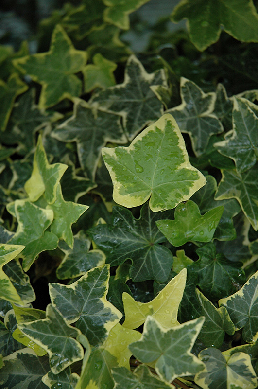 Gold Child Ivy (Hedera helix 'Gold Child') at Dickman Farms