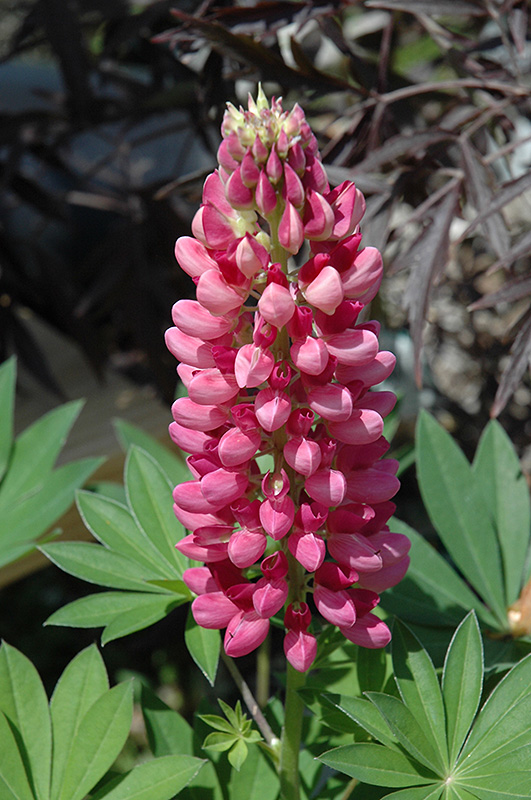 Gallery Red Lupine (Lupinus 'Gallery Red') at Dickman Farms