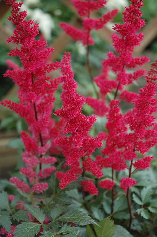 Fanal Astilbe (Astilbe x arendsii 'Fanal') at Dickman Farms