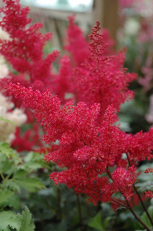 Montgomery Japanese Astilbe (Astilbe japonica 'Montgomery') at Dickman Farms