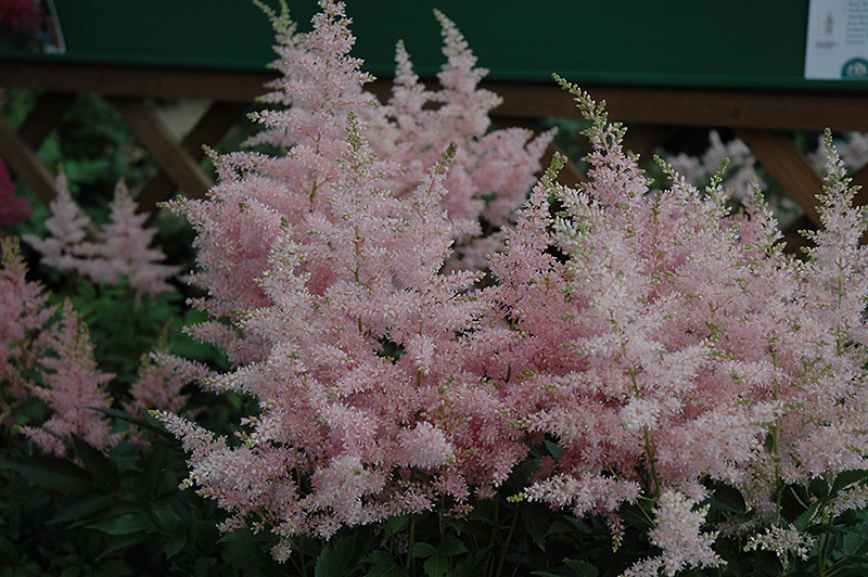 Younique Silvery Pink Astilbe (Astilbe 'Verssilverypink') at Dickman Farms