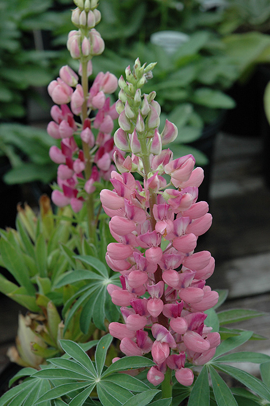 Gallery Pink Lupine (Lupinus 'Gallery Pink') at Dickman Farms