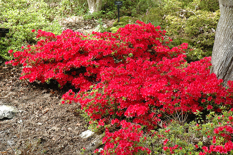 Hino Crimson Azalea (Rhododendron 'Hino Crimson') at Dickman Farms