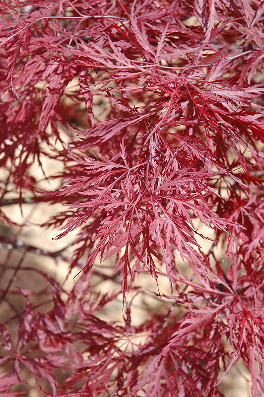 Red Dragon Japanese Maple (Acer palmatum 'Red Dragon') at Dickman Farms