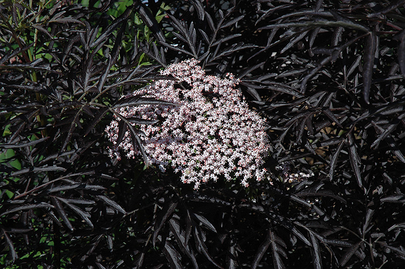 Black Lace Elder (Sambucus nigra 'Eva') at Dickman Farms