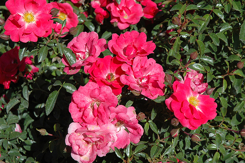 Flower Carpet Pink Supreme Rose (Rosa 'Flower Carpet Pink Supreme') at Dickman Farms