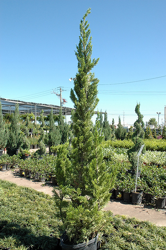 Hollywood Juniper (Juniperus chinensis 'Torulosa') at Dickman Farms