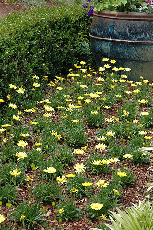 Voltage Yellow African Daisy (Osteospermum 'Voltage Yellow') at Dickman Farms