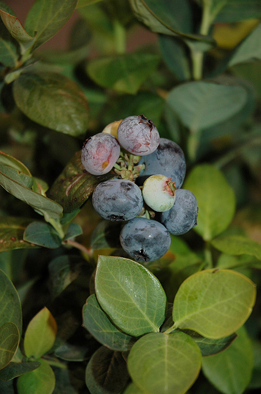 Peach Sorbet Blueberry (Vaccinium 'ZF06-043') at Dickman Farms