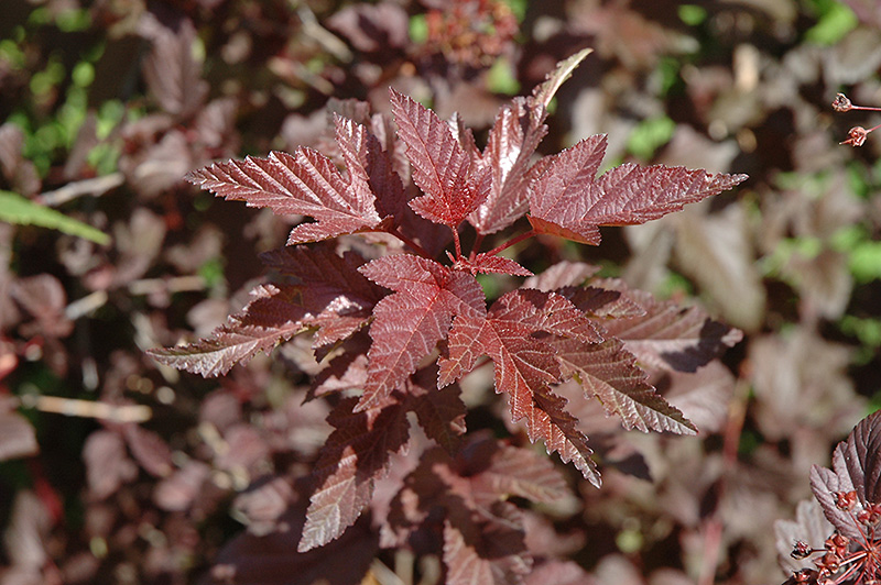 Lady In Red Ninebark (Physocarpus opulifolius 'Lady In Red') at Dickman Farms