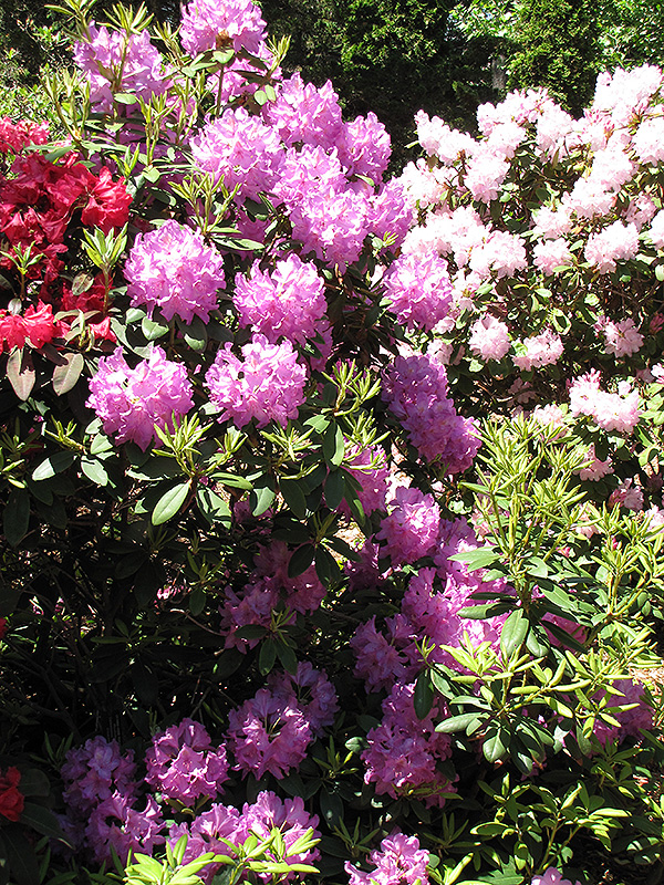 Boursault Rhododendron (Rhododendron catawbiense 'Boursault') at Dickman Farms