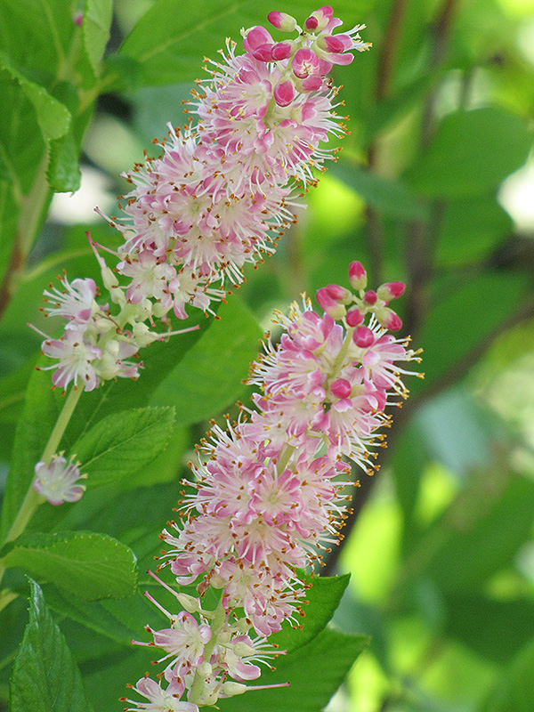 Ruby Spice Summersweet (Clethra alnifolia 'Ruby Spice') at Dickman Farms