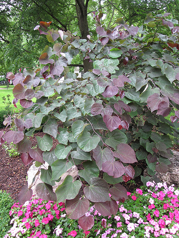 Forest Pansy Redbud (Cercis canadensis 'Forest Pansy') at Dickman Farms