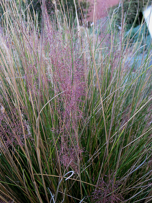 Pink Muhly Grass (Muhlenbergia capillaris 'Pink Muhly') at Dickman Farms